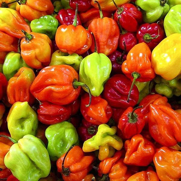 Organic Whole Jamaican Scotch Bonnet Pepper.