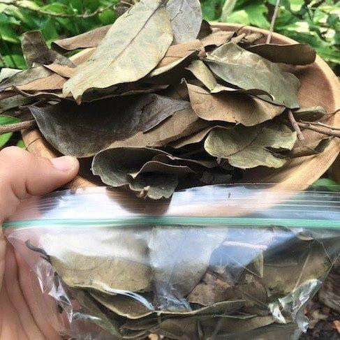 100% Organic Soursop Leaves