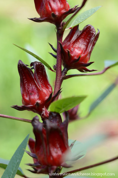 100% Organic Jamaican dry Sorrel - hibiscus flower