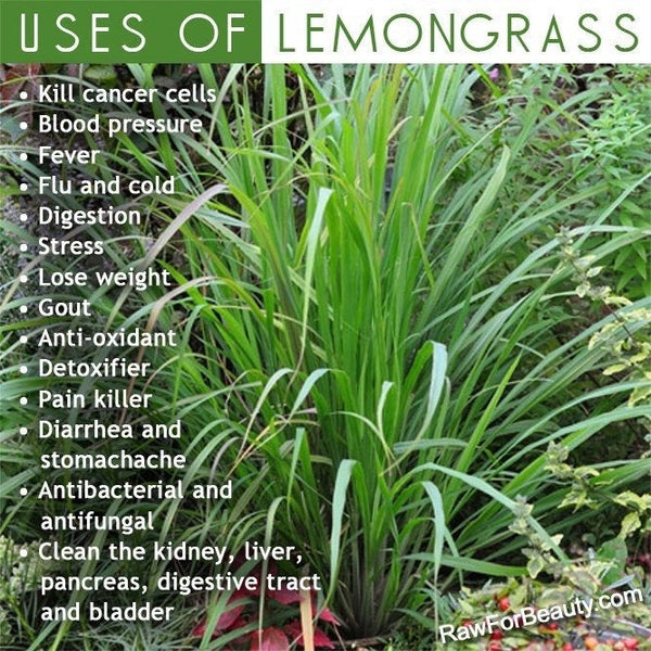 Organic Fever Grass (Lemon Grass) - 1 OZ
