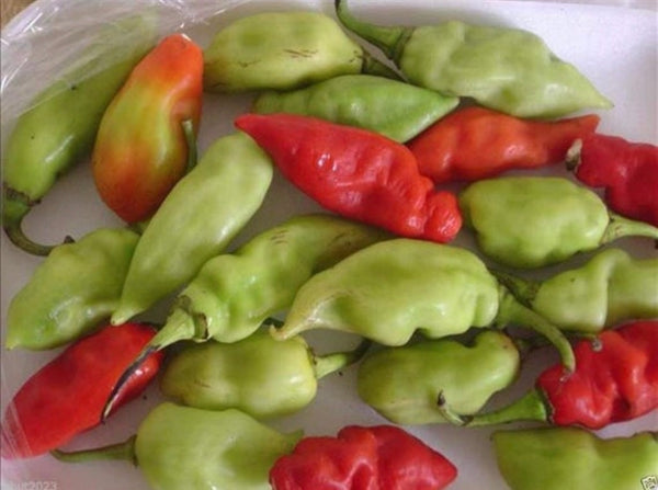 Fresh Trinidad Pimento Pepper.