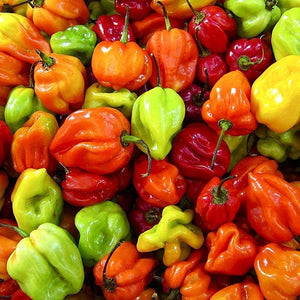 🔥 Turn Up the Heat with Scotch Bonnet Peppers from Tal Jamaican Box! 🇯🇲🌶️